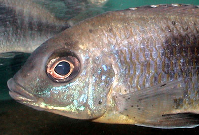 Otopharynx auromarginatus med 