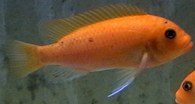 O hun af Maylandia estherae Minos Reef