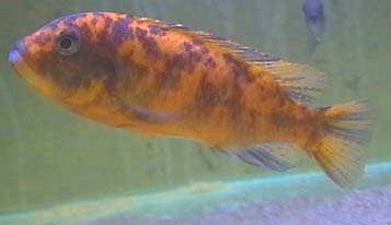 OB hun af Maylandia estherae Minos Reef