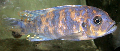 MC han af Maylandia estherae Minos Reef