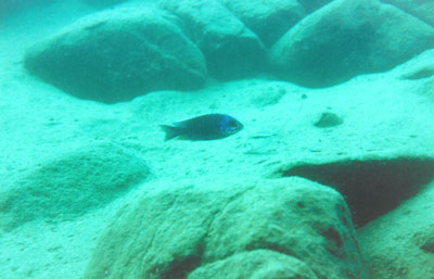Copadichromis verduyni Ntekete ved Chinuni Mozambique