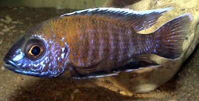 Her er et par eksempeler på en krydsning imellem 2 Aulonocara arter. 