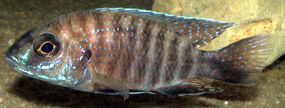 En Aulonocara jacobfreibergi og Aulonocara stuartgranti