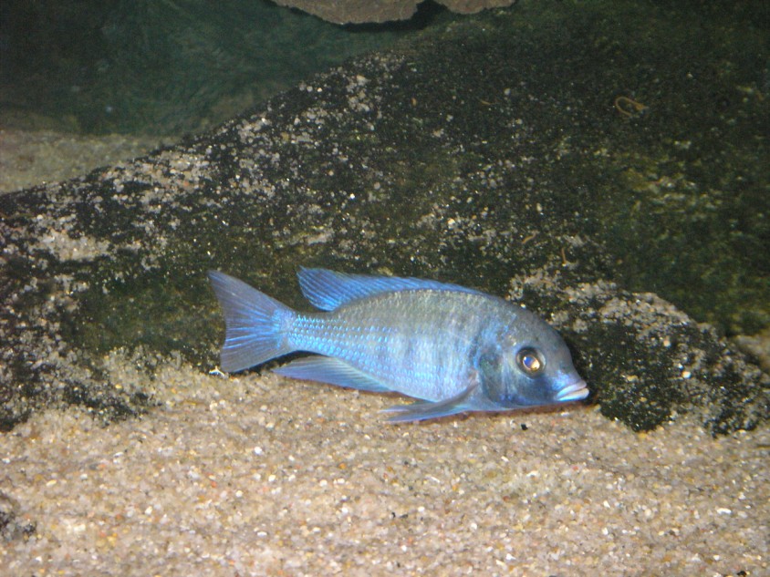 VF Cyrtocara moori ( Blå delfin ) 