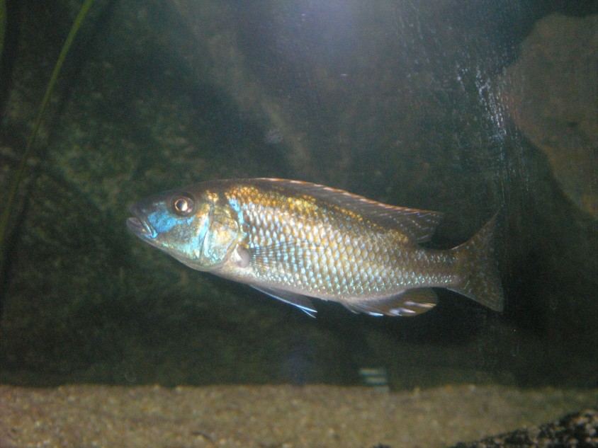 Nimbochromis fuscotaeniatus 