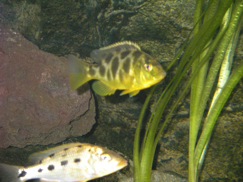 Nimbochromis venustus