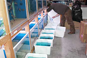 Jesper knokler med at få skiftet transportvandet ud, så fiskene kan vågne op fra bedøvelsen.