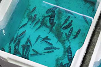 De kriseramte Demasoni`er.