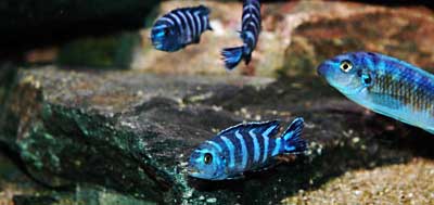 Lidt slidte i kanterne, men ved godt mod.