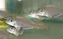 Fra Keseke, Tanzania: Xenotilapia sp. red fleck, der har fået sit navn efter de rode prikker i rygfinnen, er til at få fat på igen.