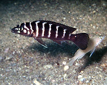 Også fra den centrale del af Tanzania har man fundet en mørk variant af Neolamprologus cylindricus som er blevet fanget og eksporteret.