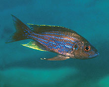 Tæt ved Karilani Island ved Tanzaninia har man fanget  Aulonocranus dewindti, der viser en mere blå farve på kroppen. Billede Ad Konings.