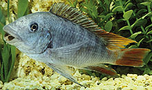 Petrochromis sp. red fin Ubwari  har man for mange år siden fanget og eksporteret, og er nu blevet fanget igen.