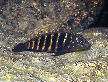 Man har ved Apembwe, Tanzania fundet en ny Eretmodus cyanostictus variant, der har har stærke gyldne striber.