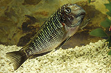 Oprindeligt fanget af Brichard familien i Congo, , Tropheus moorii  Zongwe, der er lig T. moorii Murago, men den er som unge mere gul på kroppen.