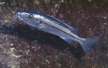 Dad et er sæson har man fra Tanzania fanget og eksporteret Rhamphochromis esox. Billede Ad Konings.