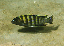 Man har opdaget en ny art ved Mbembe Point, Likoma. Nemlig denne Gephyrochromis art, der har humlebi aftegninger. Billed Ad Konings.