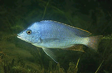 Man kan igen få Hemitilapia oxyrhynchus. Billede Ad Konings.