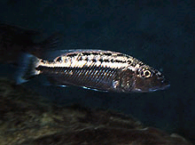 Man er igen begyndt at opdrætte Tyannochromis macrostoma, da der er stor efterspørgelse efter denne art i Østen.