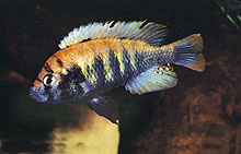 Oprindeligt fra Tanzania kan man nu få Haplochromis nyererei Python Island fra europæiske opdrættere. Billede Ole Seehausen.