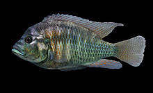 Denne Victorialignende cichlide, Haplochromis burtoni er fanget ved Tanganyika søen og de tilstødende floder. Billede Ad Konings.