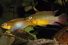 En af den mange gule varianter fra Cameroon er Pelvicachrmomis taeniatus, der netop er blevet eksportet. Billede O. Lucanus