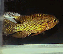 Thysochromis ansorgii er blevet opdrættet af flere cichlidefolk. Det er en rolig huleboende cichlide.