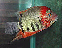 Fra Peru er denne rødhovedet Heros sp. rotkeil mulig at få fra specielle opdrættere. Billede J. Rapps.