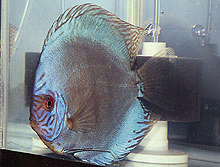 Fra diskus opdrætterne kan man få denne blue cobalt variant, der er meget blå. 