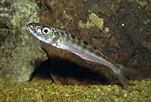 Fra Burundi og Zambia har man exporteret et lille antal af Bathybates yngel.