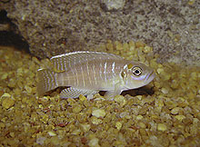 Igen fra Burundi har man fundet Neolamprologus brevis Ruziba. Den har en orange/rød streg ved øjet og er lilla i ansigtet.