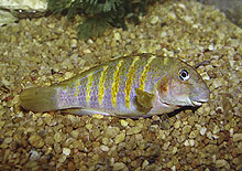 Denne flotte Eretmodus sp. 