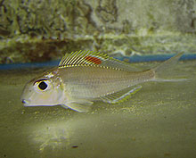 På 150 meters dybde, har man indfanget Xenotilapia sp. 