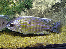 Copadichromis borleyi 