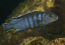 Der er ved Mumbo Island, i Malawis national park fundet en nye art, Pseudotropheus elongatus 