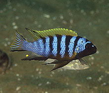 Pseudotropheus barlowi eller 