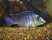 En ny art Placidochromis sp. electra 