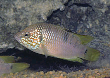 Flere varianter af Astatotilapia nubila er i handlen. Men har dog ikke helt styr på fangststedet på dem der er i handlen. 