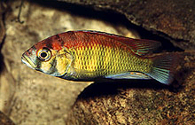 Lige nu kan man få Haplochromis sp. 