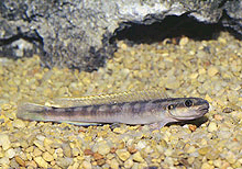 Fornyeligt er der blevet exporteret Pelvicachromis Taeniatus Bandewouri fra Cameroon. Endnu en ny farvevariant.