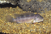 Her er af de mange Chromidotilapiines som bliver exporteret fra Cameroon. Denne art er Benitochromis riomuniensis Ntem. Billede af O. Lucanus.