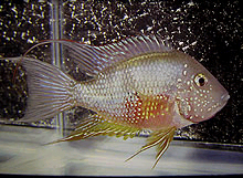 Fra Mexico er Thorichthys maculipinnis 