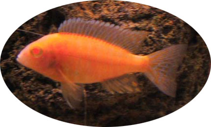 Aulonocara Albino variant