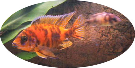 Aulonocara Marmelade Cat variant også kaldet Caliro