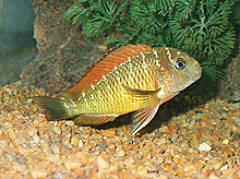 I et område ved Nkamba (Zambia), hvor at der er store krokodiller, har man fanget Tropheus 