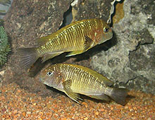 Igen fra Zambia, men ved Nangu floden, har man fanget denne gul regnbue type, der er kendt som Tropheus moorii Linangu