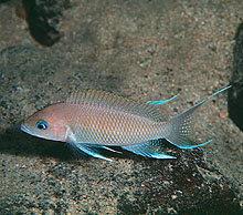 Man har fanget Neolamprologus marunguensis ( N. brichardi-type)  ved Kapampa, Congo og exporteret den fra Zambia. Billedet af A. Konings
