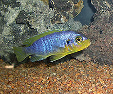 Man har fundet en variant af Maylandia aurora ved Cobwé, Mozambique