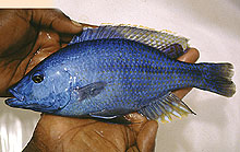 Her er  en sæsonsmæssig rovcichlide, Dimidiochromis dimidiatus. Den bliver meget sjældent eksporteret. Billede af  A. Konings