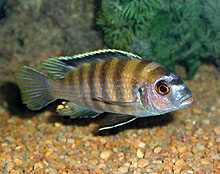 En næsten glemt art er Maylandia sp. patricki . Men den er nu igen blevet fanget ved Jalo Reef